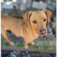 Foto dell\'animale cane - Matr. 2022/1660 - Microchip 380260044749092