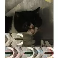 Foto dell\'animale gatto - Matr. 9910486 - Microchip 380260044979923