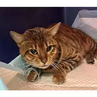 Foto dell\'animale gatto - Matr. 2024/0441 - Microchip 380260044927128