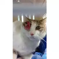 Foto dell\'animale gatto - Matr. 2024/0443 - Microchip 380260044998208