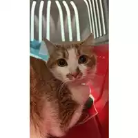 gatto - Matr. 2024/0444 - Microchip 380260044997959