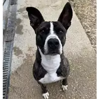 Foto dell\'animale cane - Matr. 2024/0445 - Microchip 380260044981086