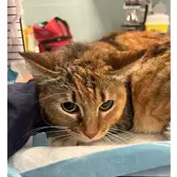 Foto dell\'animale gatto - Matr. 2024/0446 - Microchip 380260044980358