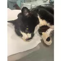 Foto dell\'animale gatto - Matr. 2024/0448 - Microchip 380260044979945