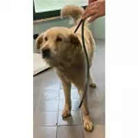 Foto dell\'animale cane - Matr. 2024/0453 - Microchip 380260140014540