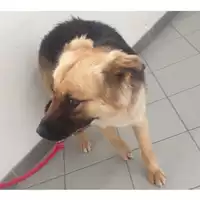 Foto dell\'animale cane - Matr. 2024/0456 - Microchip 380260102765820
