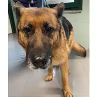 Foto dell\'animale cane - Matr. 2024/0454 - Microchip 380260111117432