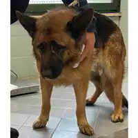 Foto dell\'animale cane - Matr. 2024/0455 - Microchip 380260044980174