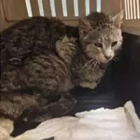 Foto dell\'animale gatto - Matr. 2024/0457 - Microchip 380260044980467