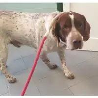 Foto dell\'animale cane - Matr. 2024/0467 - Microchip 380260100165667