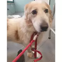 Foto dell\'animale cane - Matr. 2024/0471 - Microchip 380260044998078
