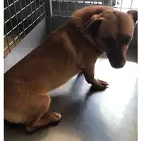 Foto dell\'animale cane - Matr. 2024/0470 - Microchip 380260044980300
