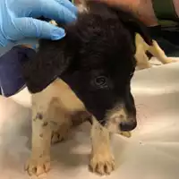 Foto dell\'animale cane - Matr. 2024/0474 - Microchip 380260044997574