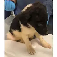 Foto dell\'animale cane - Matr. 2024/0479 - Microchip 380260044998415