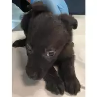 Foto dell\'animale cane - Matr. 2024/0478 - Microchip 380260044998066