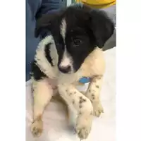 Foto dell\'animale cane - Matr. 2024/0475 - Microchip 380260044998039