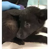 Foto dell\'animale cane - Matr. 2024/0476 - Microchip 380260044998507