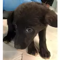 Foto dell\'animale cane - Matr. 2024/0477 - Microchip 380260044998335