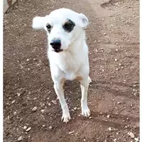 Foto dell\'animale cane - Matr. 2024/0484 - Microchip 380260044997787