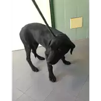 Foto dell\'animale cane - Matr. 2017/1454 - Microchip 380260043310009