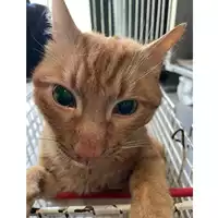 Foto dell\'animale gatto - Matr. 2024/0492 - Microchip 380260044998424