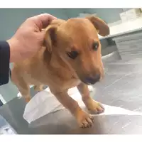 Foto dell\'animale cane - Matr. 2024/0439 - Microchip 380260044980512