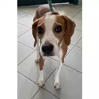 Foto dell\'animale cane - Matr. 2024/0493 - Microchip 380260044998124