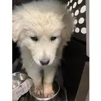 Foto dell\'animale cane - Matr. 2024/0494 - Microchip 380260044997957