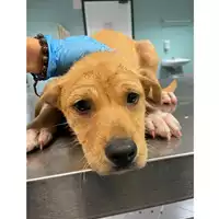 Foto dell\'animale cane - Matr. 2024/0495 - Microchip 380260044998190