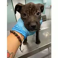 Foto dell\'animale cane - Matr. 2024/0496 - Microchip 380260044998183