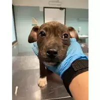 Foto dell\'animale cane - Matr. 2024/0497 - Microchip 380260044997986