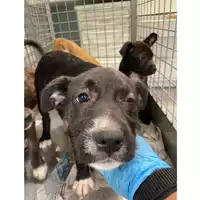 Foto dell\'animale cane - Matr. 2024/0498 - Microchip 380260044997627