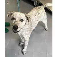 Foto dell\'animale cane - Matr. 2024/0501 - Microchip 380260044979943