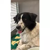 Foto dell\'animale cane - Matr. 2024/0499 - Microchip 380260043090687