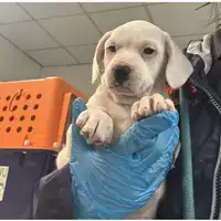 Foto dell\'animale cane - Matr. 2024/0503 - Microchip 380260044980030