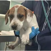 Foto dell\'animale cane - Matr. 2024/0504 - Microchip 380260044979891