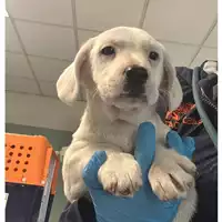 Foto dell\'animale cane - Matr. 2024/0505 - Microchip 380260044980435