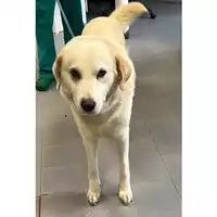 Foto dell\'animale cane - Matr. 2024/0500 - Microchip 380260044998534