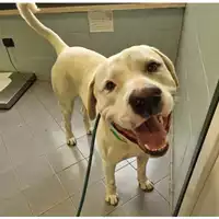 Foto dell\'animale cane - Matr. 2024/0507 - Microchip 380260101975618