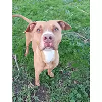 Foto dell\'animale cane - Matr. 2023/1996 - Microchip 380260044730980
