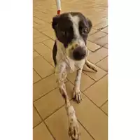 Foto dell\'animale cane - Matr. 2024/0508 - Microchip 380260044979967