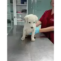 Foto dell\'animale cane - Matr. 2017/1450 - Microchip 380260043310123