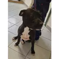 Foto dell\'animale cane - Matr. 2024/0509 - Microchip 380260044930152