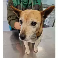 Foto dell\'animale cane - Matr. 2024/0512 - Microchip 380260101557478
