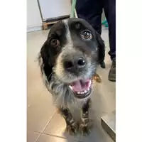 Foto dell\'animale cane - Matr. 2024/0516 - Microchip 380260100494140
