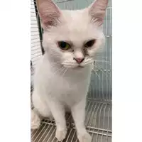 Foto dell\'animale gatto - Matr. 2022/2075 - Microchip 380260044913415