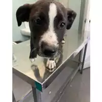 Foto dell\'animale cane - Matr. 2024/0513 - Microchip 380260044929795