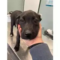cane - Matr. 2024/0514 - Microchip 380260044998397