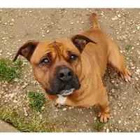 Foto dell\'animale cane - Matr. 2024/0518 - Microchip 380260044979748