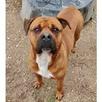 Foto dell\'animale cane - Matr. 2024/0519 - Microchip 380260044979978